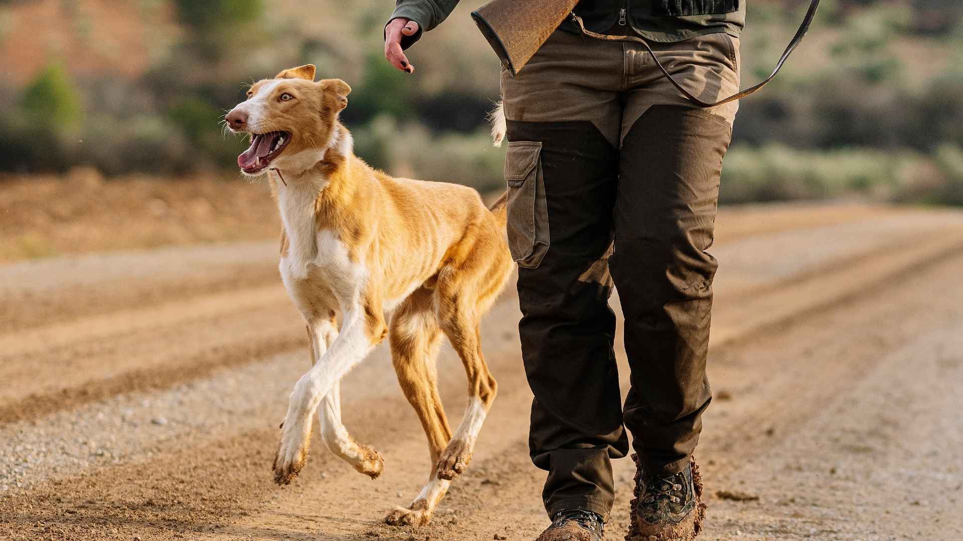 7 Dogs with Ancestral Hunting Roots That Stay True to Their Heritage