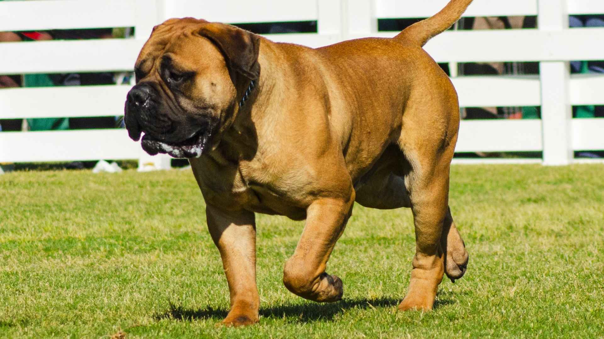 7 Drooling Dog Breeds for Owners Who Don’t Mind the Mess