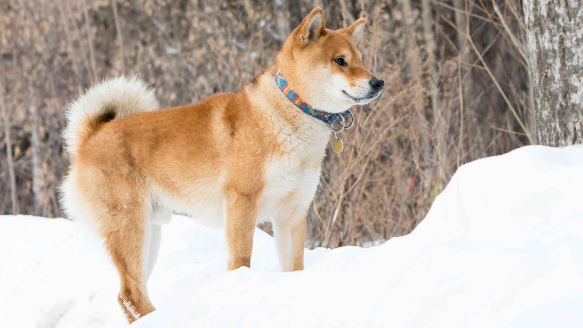 7 Durable Dog Breeds That Thrive in Harsh Environments