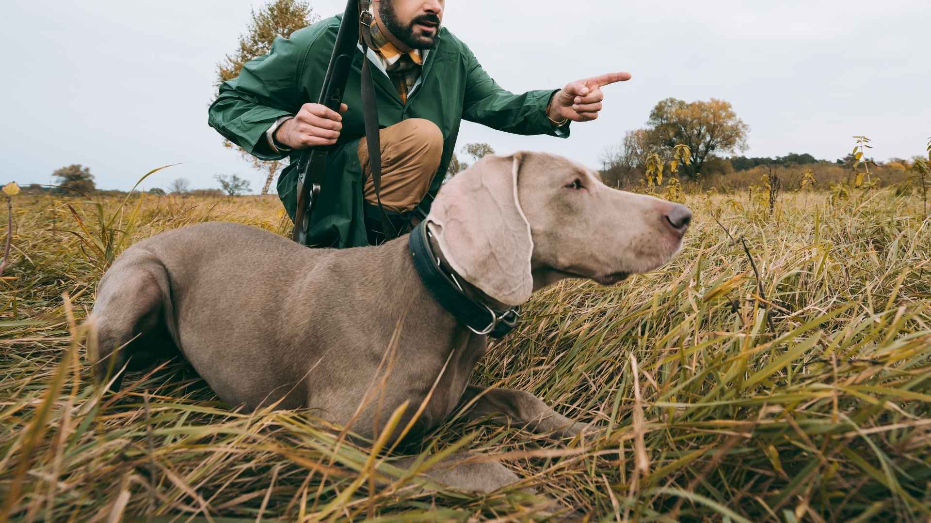 7 Easy-to-Train Hunting Dog Breeds That Learn Fast and Excel in the Field