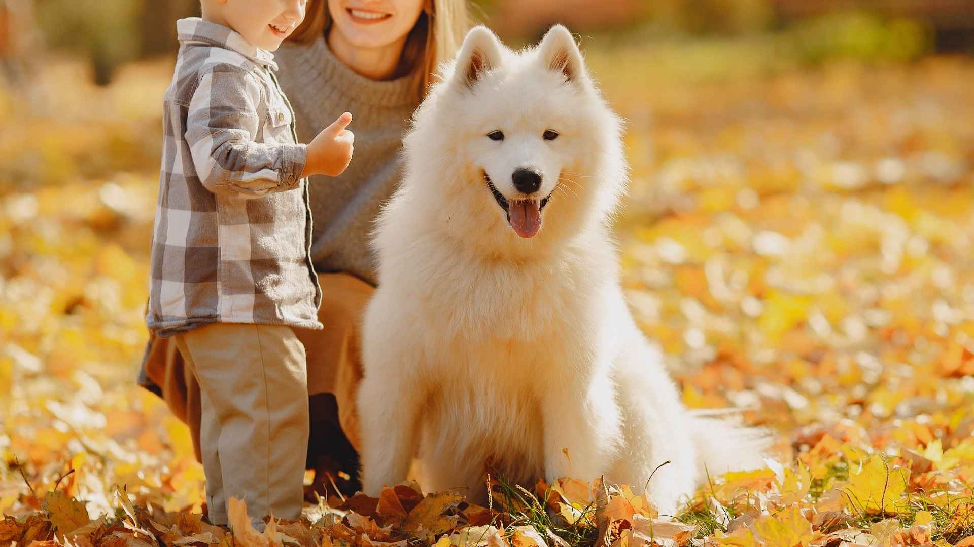 7 Elegant Dog Breeds For Kids That Are Easy to Train