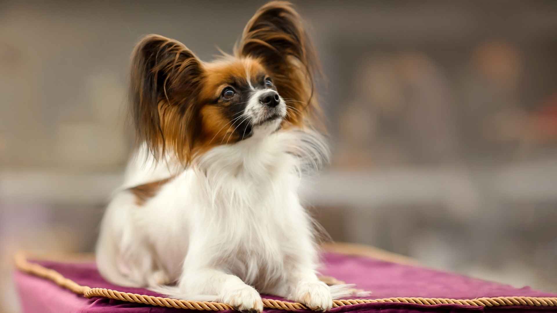 7 Elegant Small Dog Breeds That Combine Style and Personality