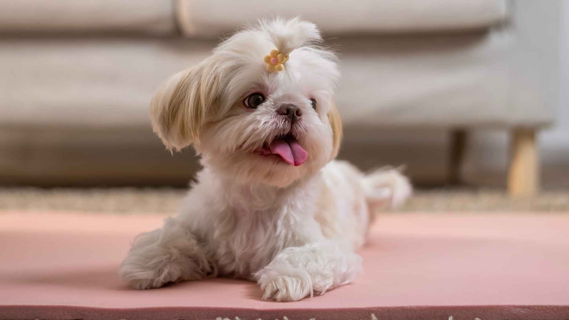 7 Elegant Teacup Dog Breeds That Are Tiny, Stylish, and Graceful