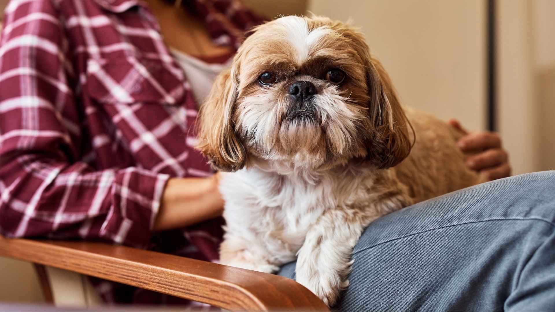 7 Emotional Support Dog Breeds For Therapy That Offer Comfort and Healing