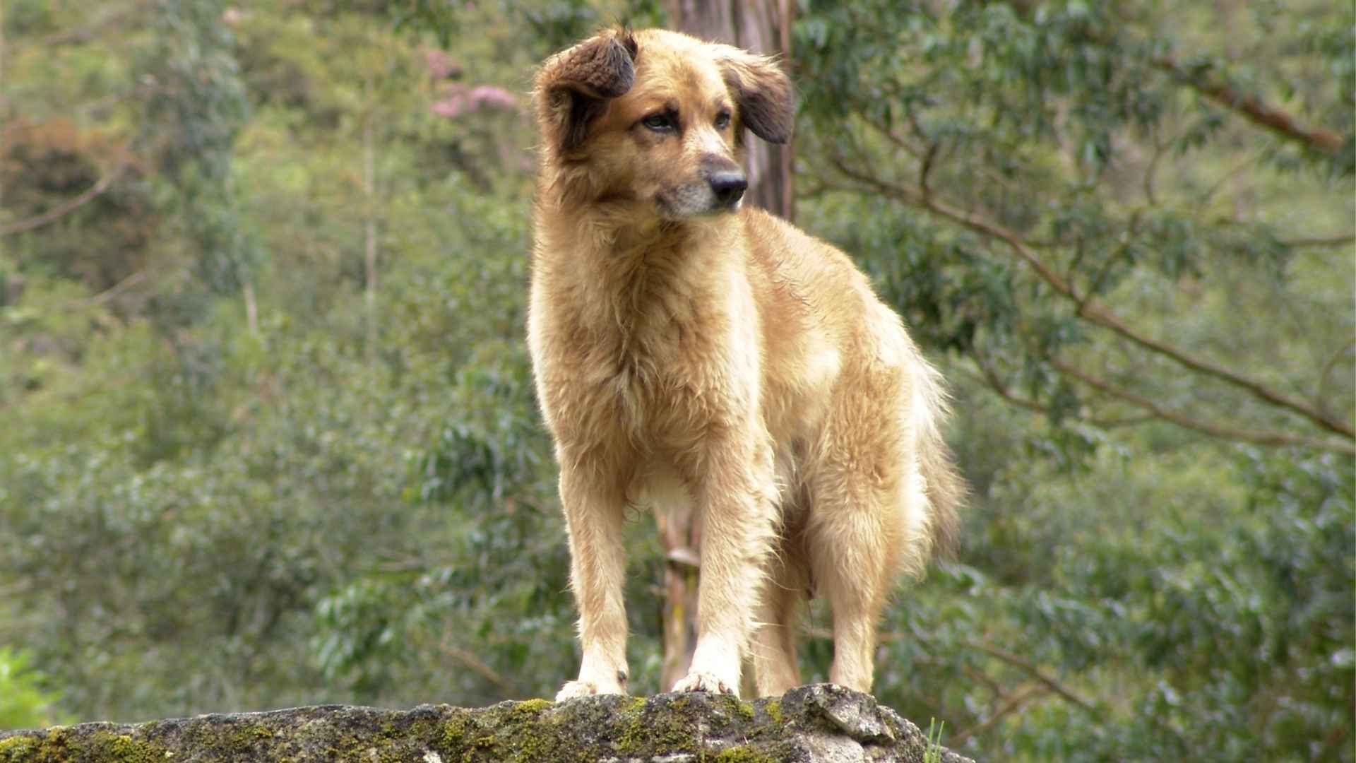 7 Extinct Dog Breeds That No Longer Exist