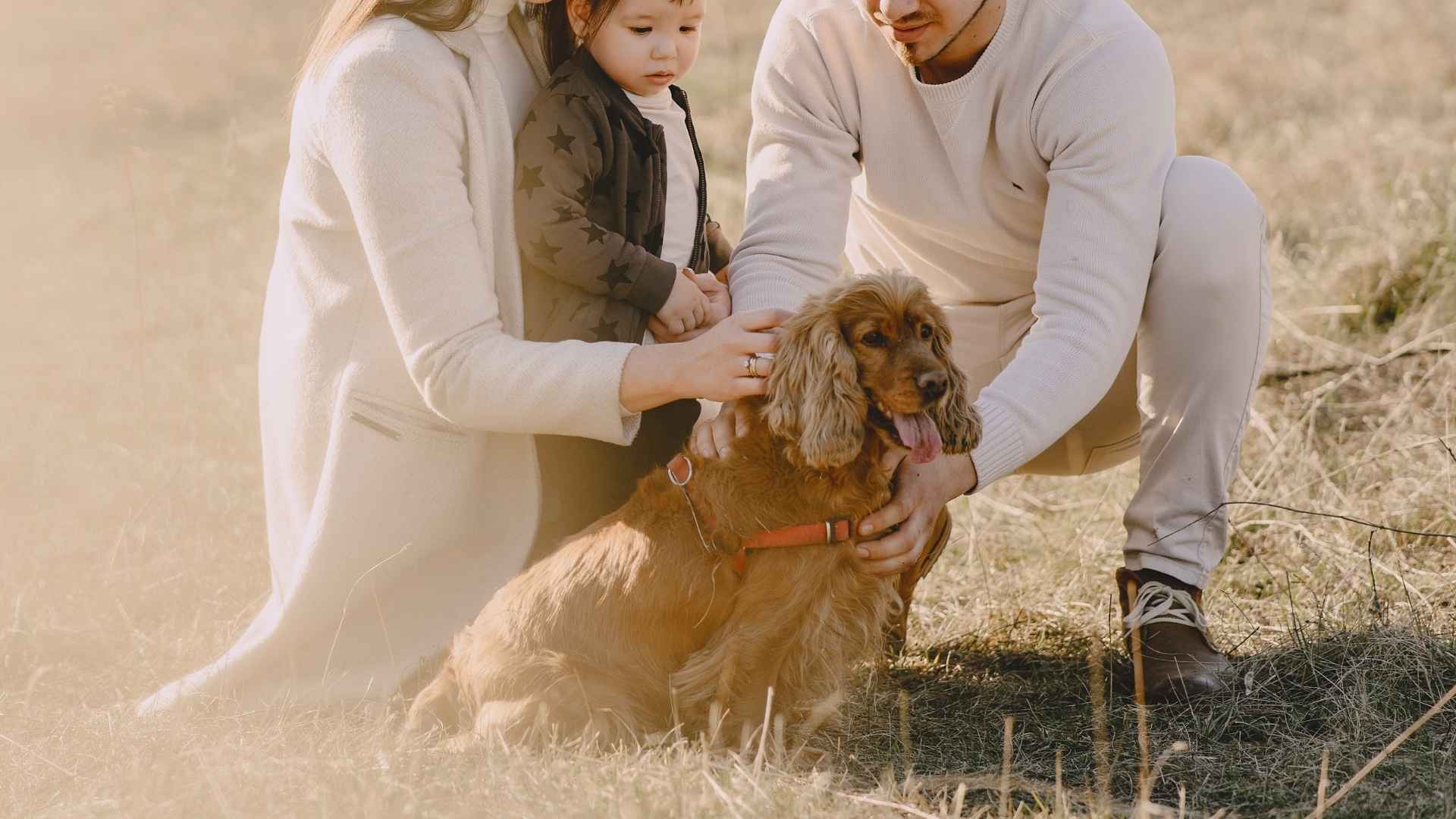 7 Family Dog Breeds For Hot Climates That Handle Heat Well and Stay Playful