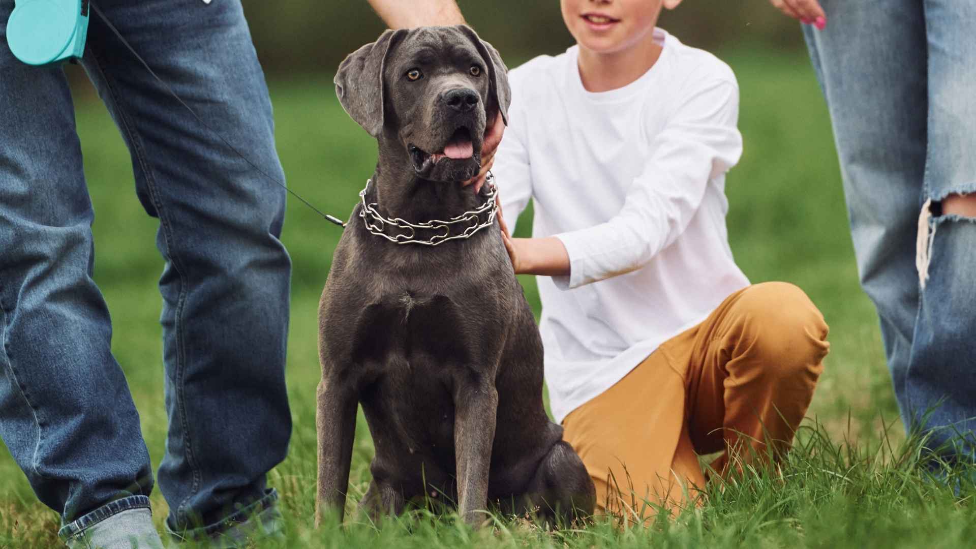 7 Family Guard Dogs With Great Protective Instincts You Can Trust
