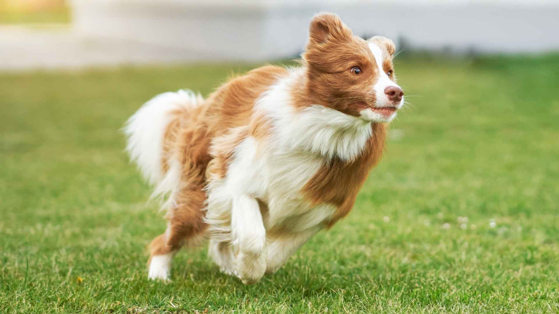 7 Fast-Paced Dog Breeds That Never Tire: Perfect for Runners & Outdoor Junkies