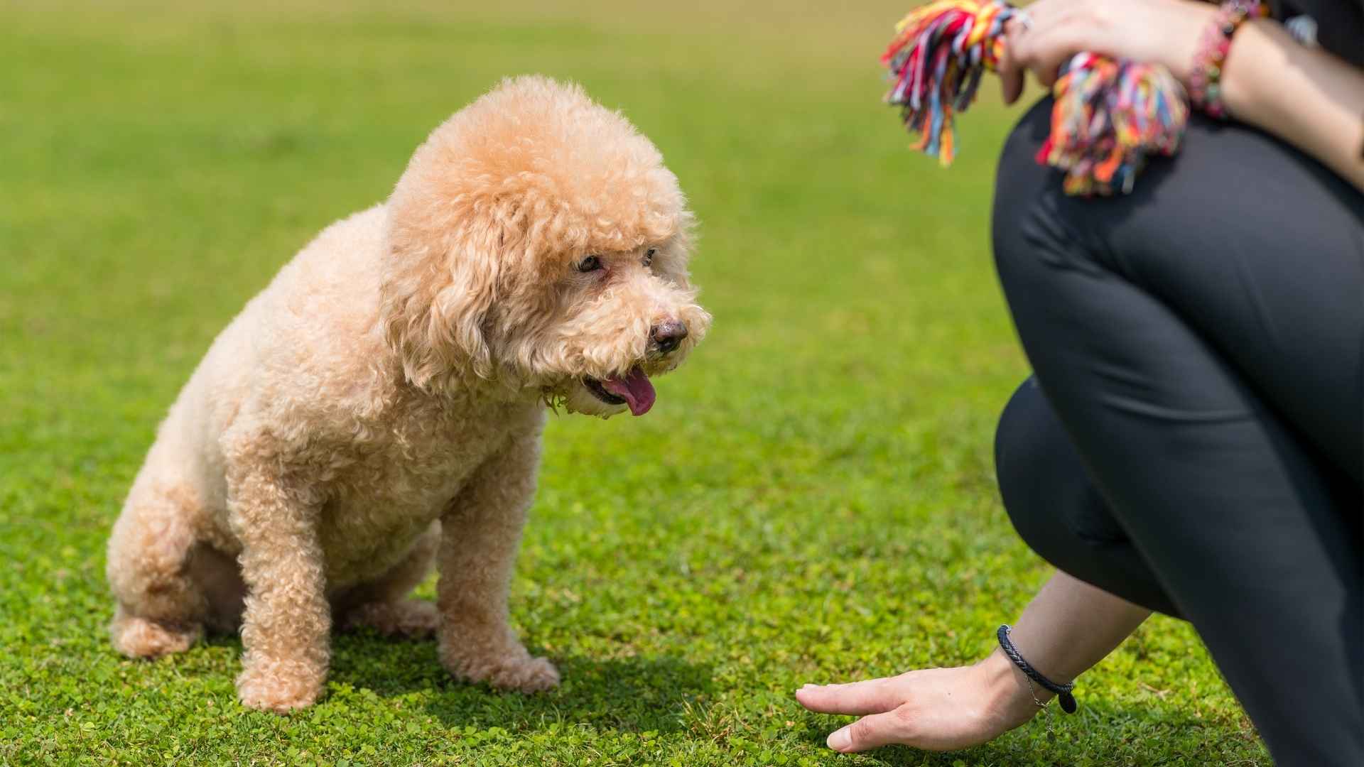 7 Fastest Learning Small Dog Breeds That Pick Up Commands Quickly