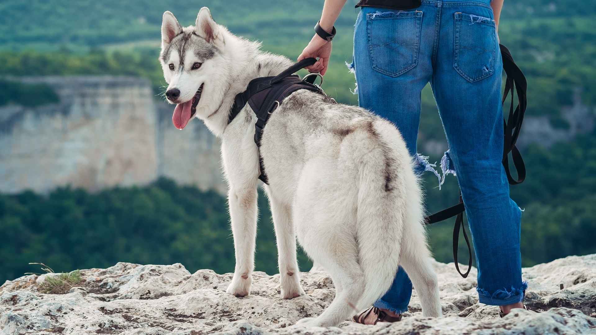 7 Fearless Dog Breeds for Hiking That Never Back Down on the Trail