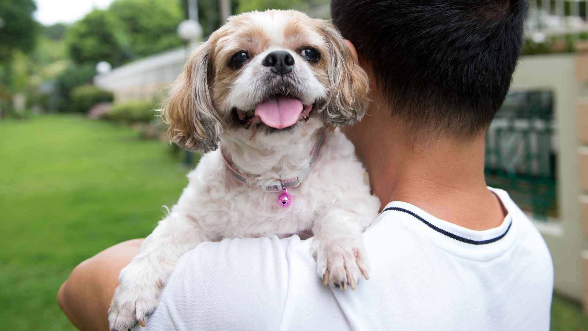 7 Friendly Small Dog Breeds That Bring Big Love Into Your Life
