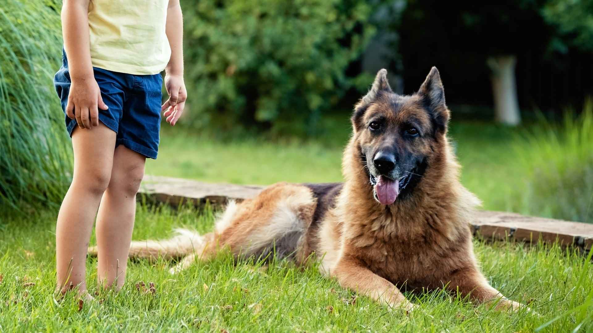 7 Gentle Breeds for Kids With Autism That Help Them Feel Safe & Loved