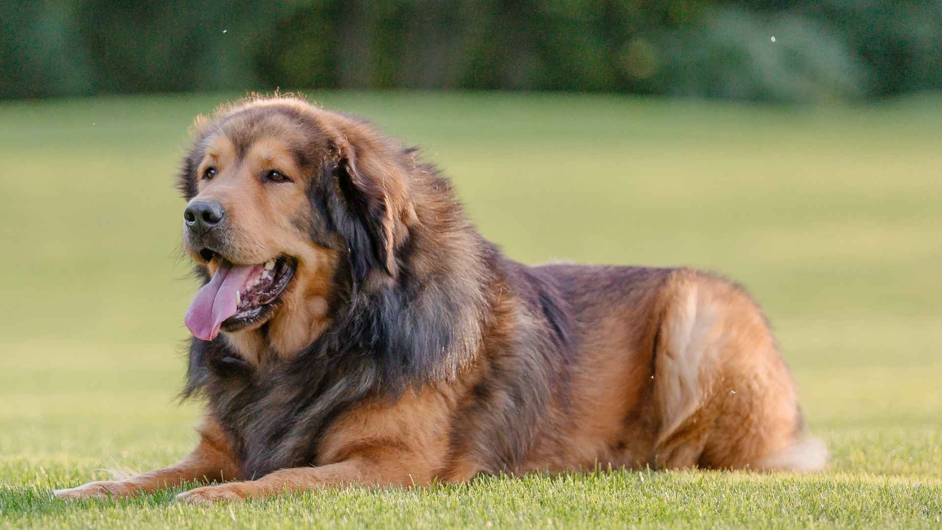 7 Gentle-Natured Massive Dog Breeds with the Sweetest Souls