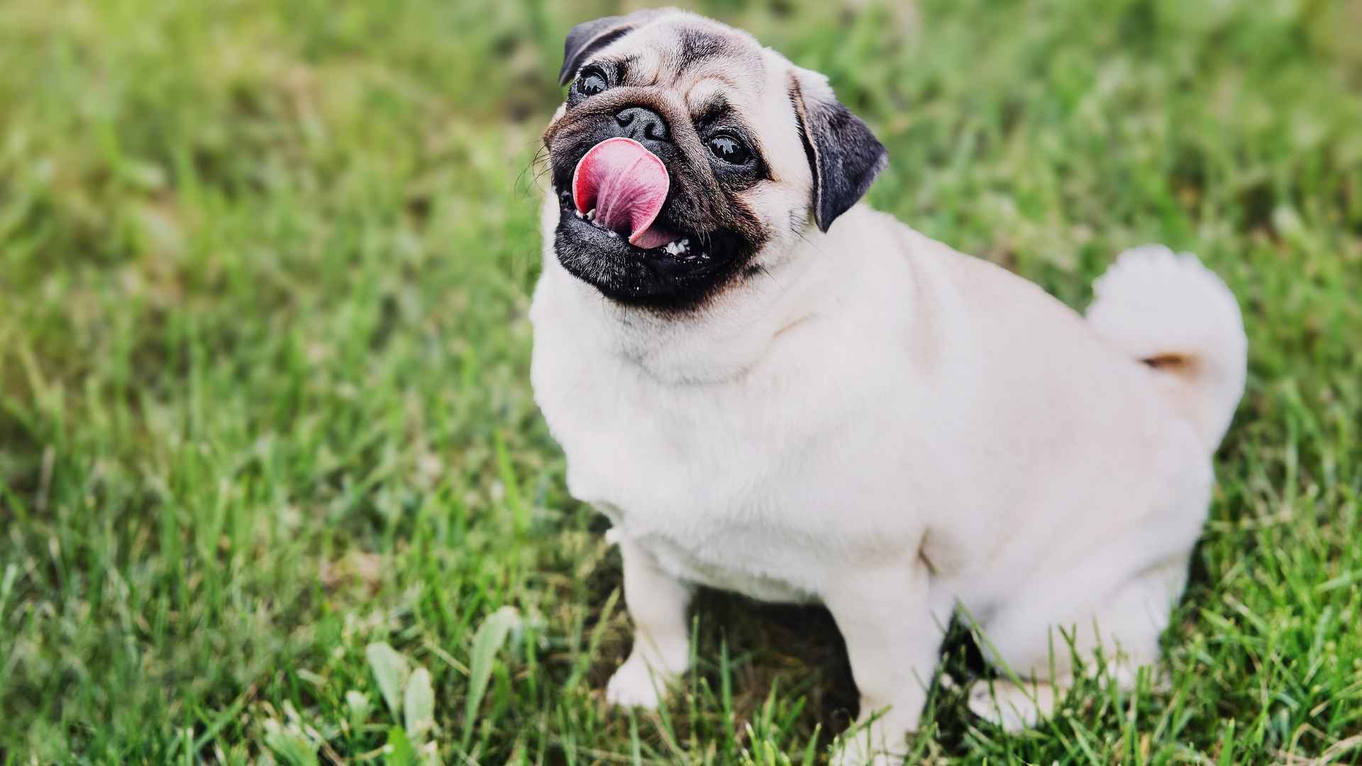 7 Goofiest Dog Breeds That Act Like Natural Comedians and Keep You Smiling