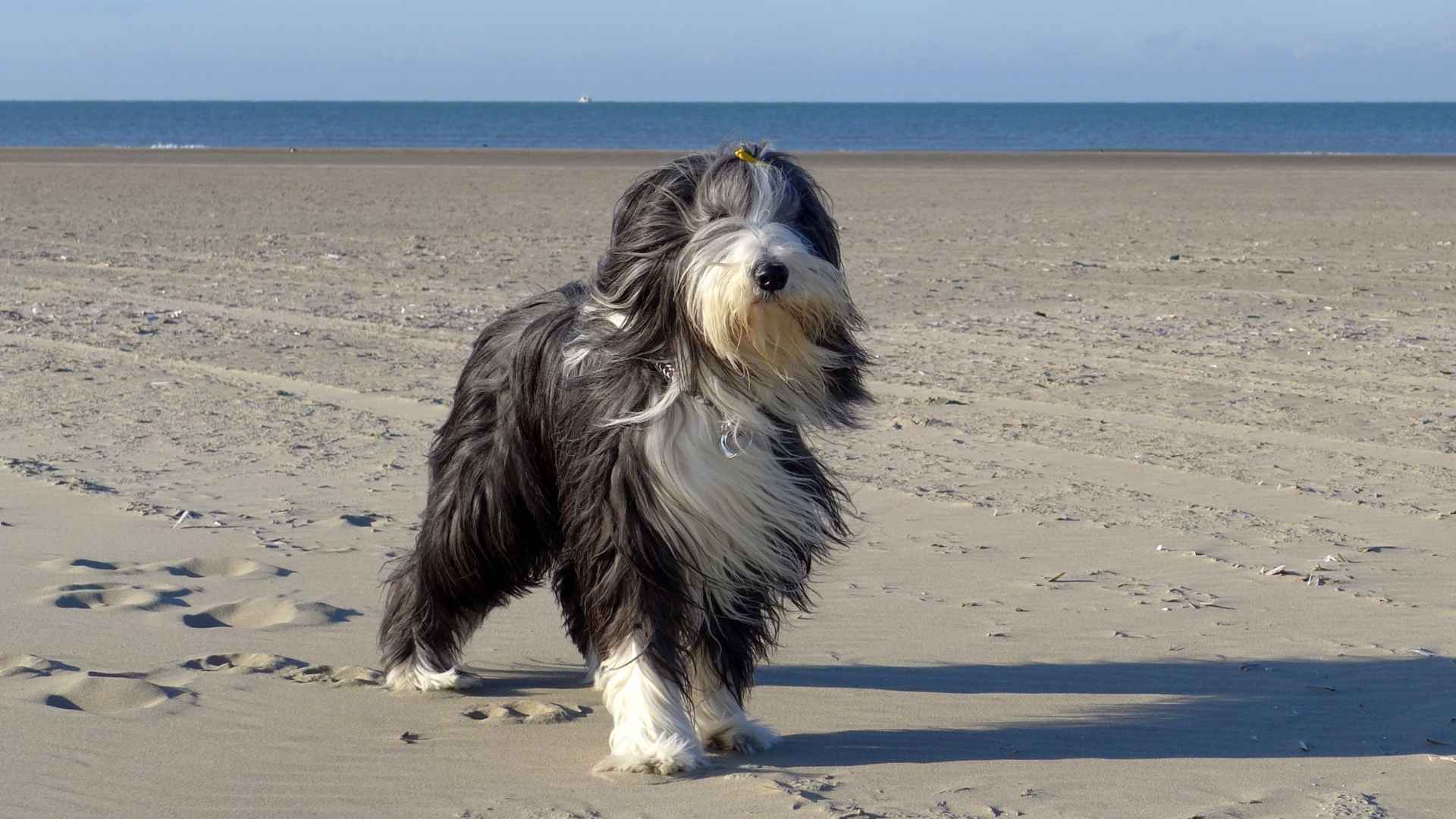 7 Gorgeous Dog Breeds With Beard and Mustache You Should Know