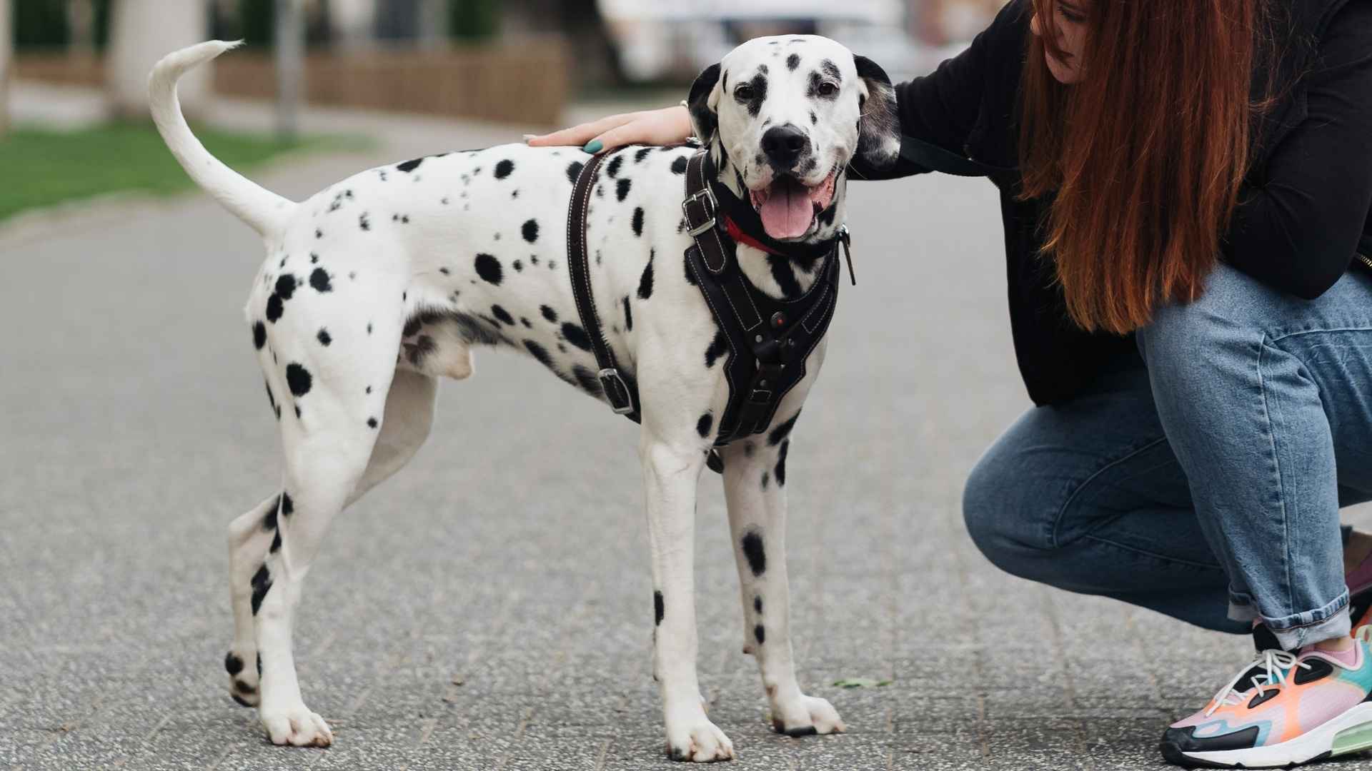 7 Gorgeous Speckled Dog Breeds That Are Joyful and Bring Happiness