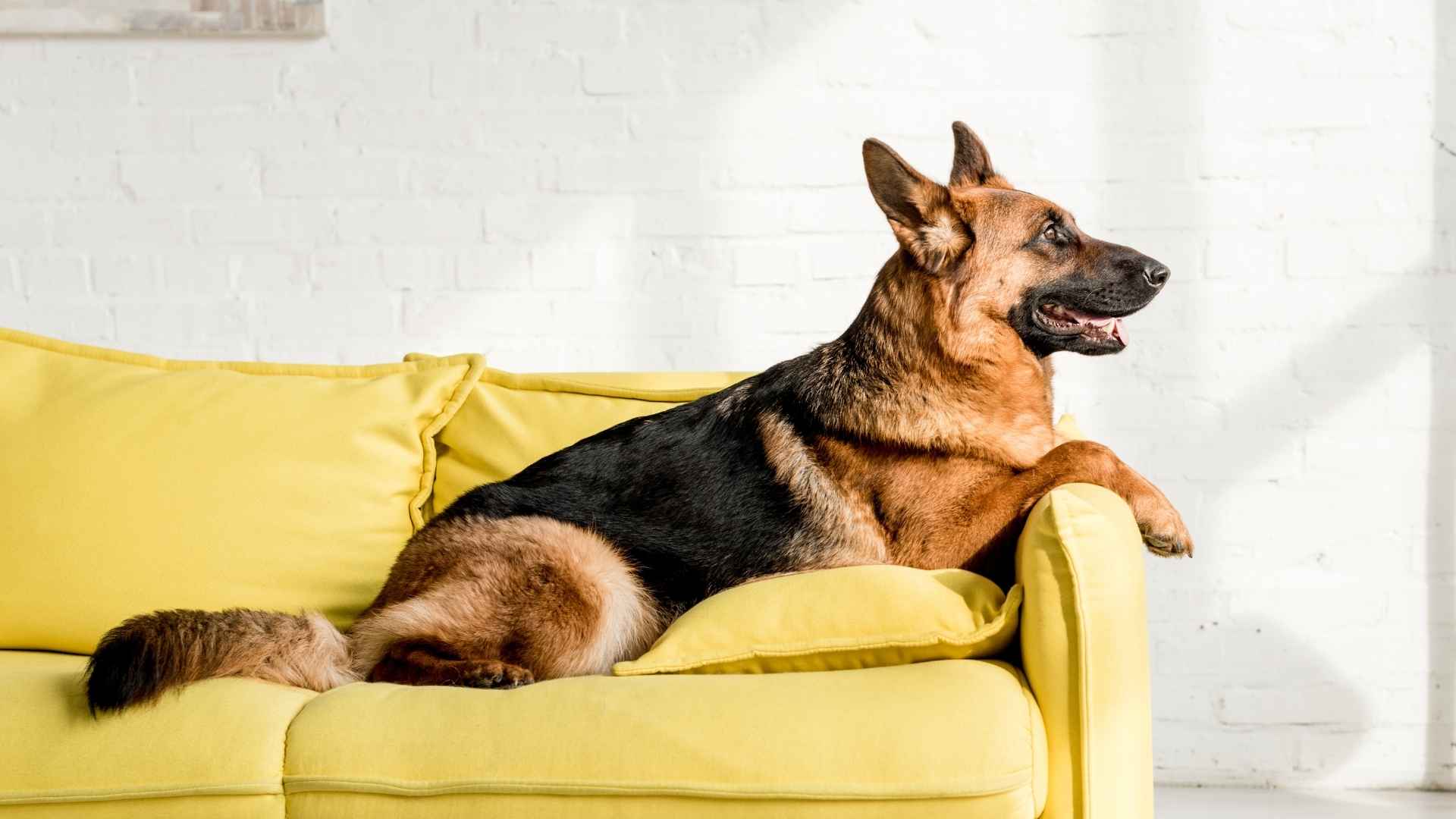 7 Guard Dog Breeds For Apartment Life That Keep You Safe