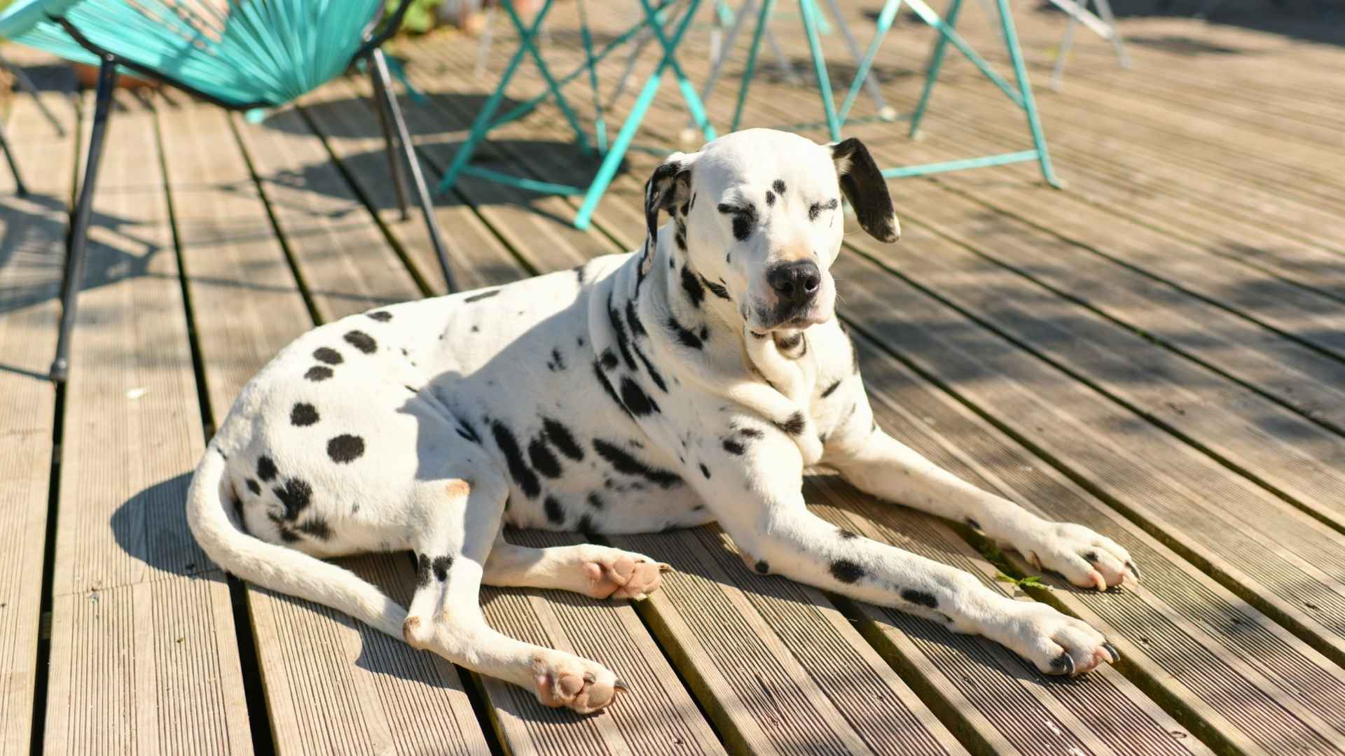 7 Guard Dog Breeds For Hot Climates That Combine Protection With Tolerance