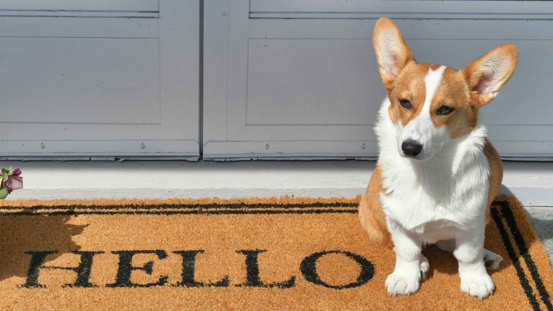 7 Guard Dog Breeds For Small House & Cozy Spaces