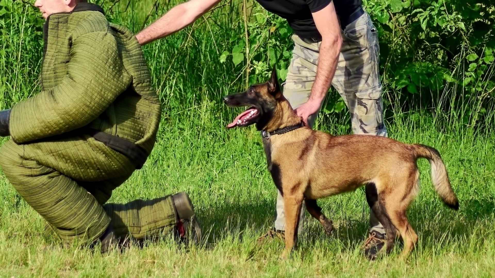 7 Guard Dog Breeds That Attack Only When Commanded