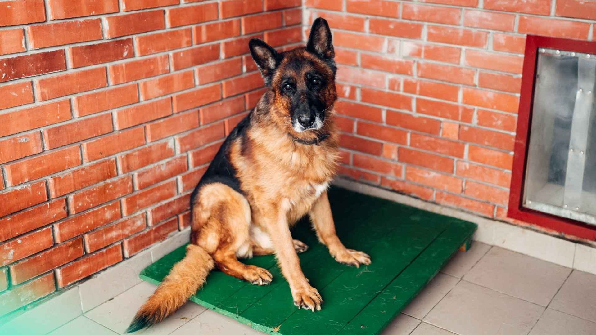7 Guard Dog Breeds That Check Every Corner of the House