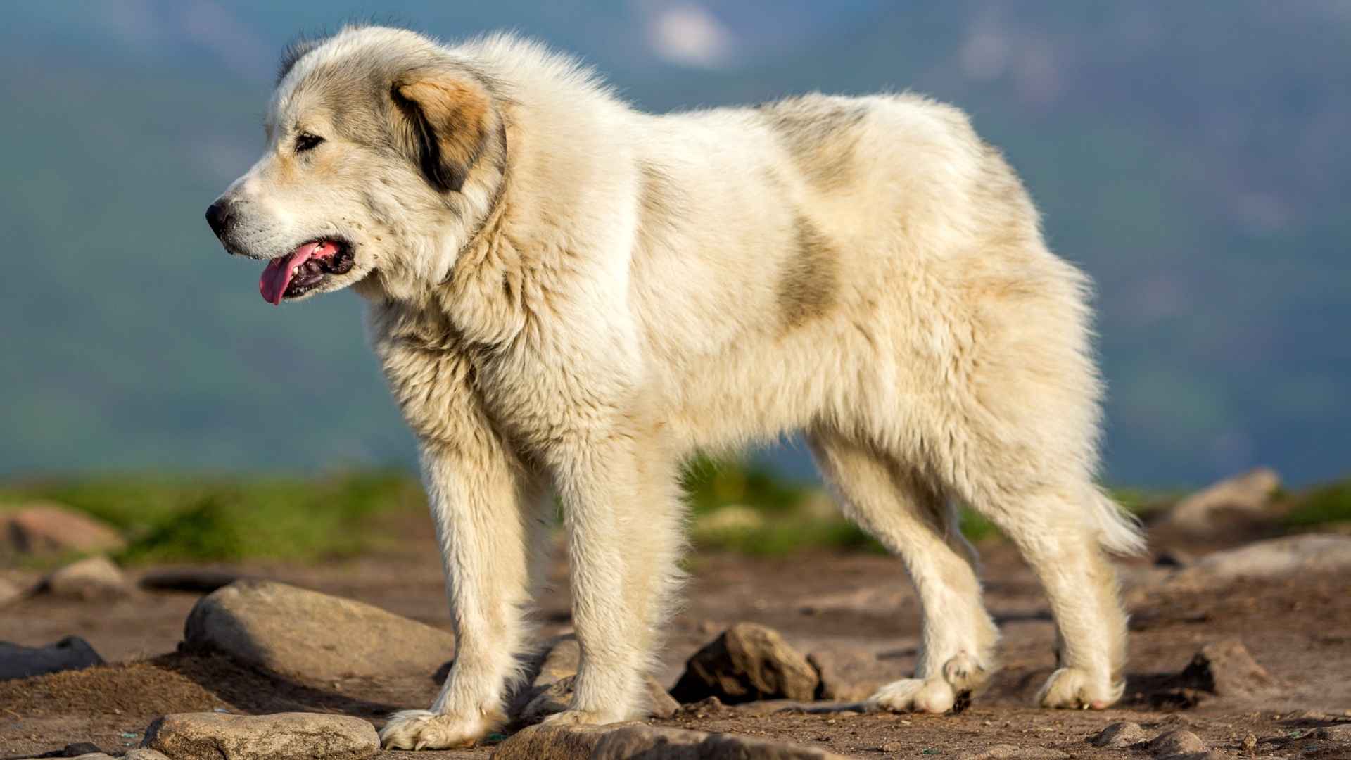 7 Guard Dog Breeds That Don't Need High Physical Training