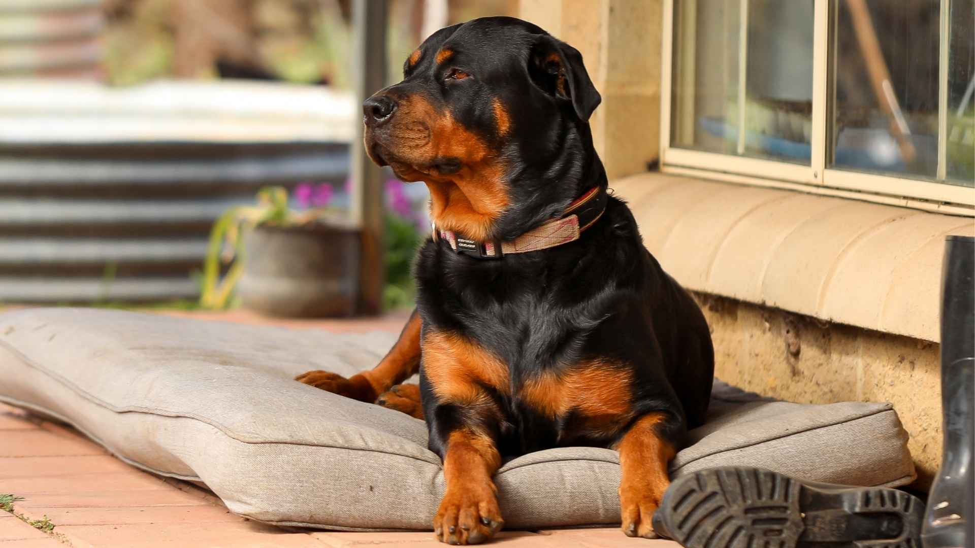 7 Guard Dog Breeds That Outsmart Even Smartest Intruders