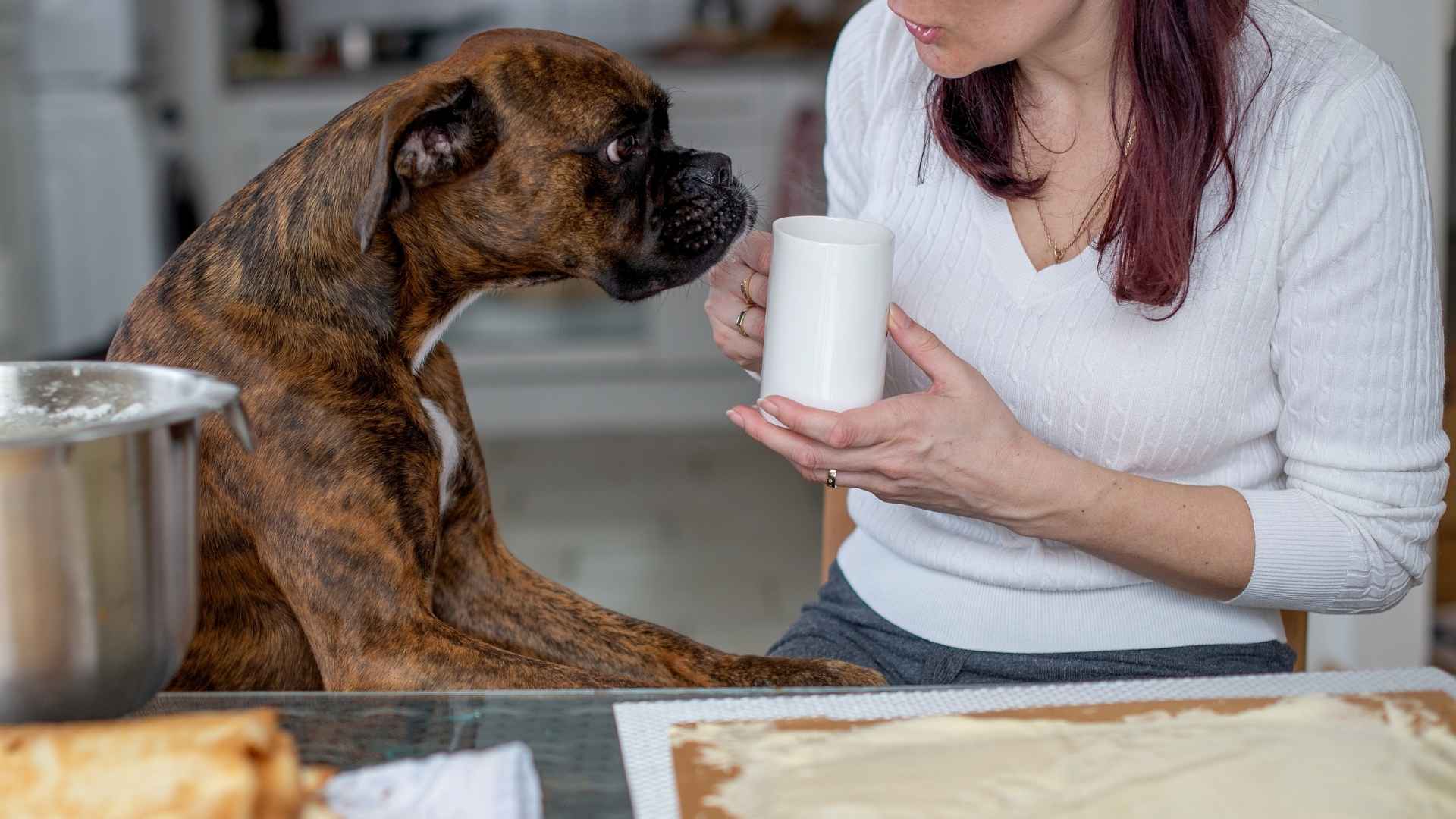 7 Guard Dog Breeds That Warn Owners About Poisoned Food