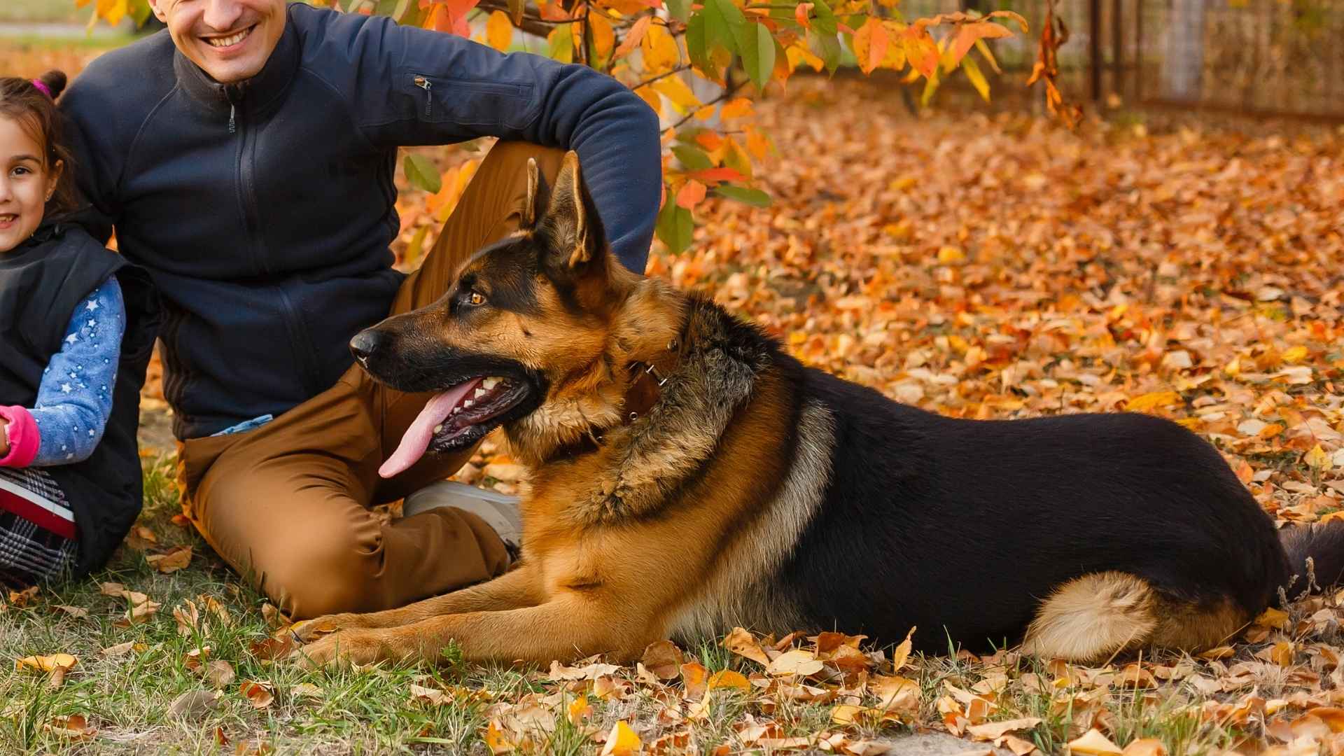 7 Guard Dog Breeds for Single Parents for 100% Safety