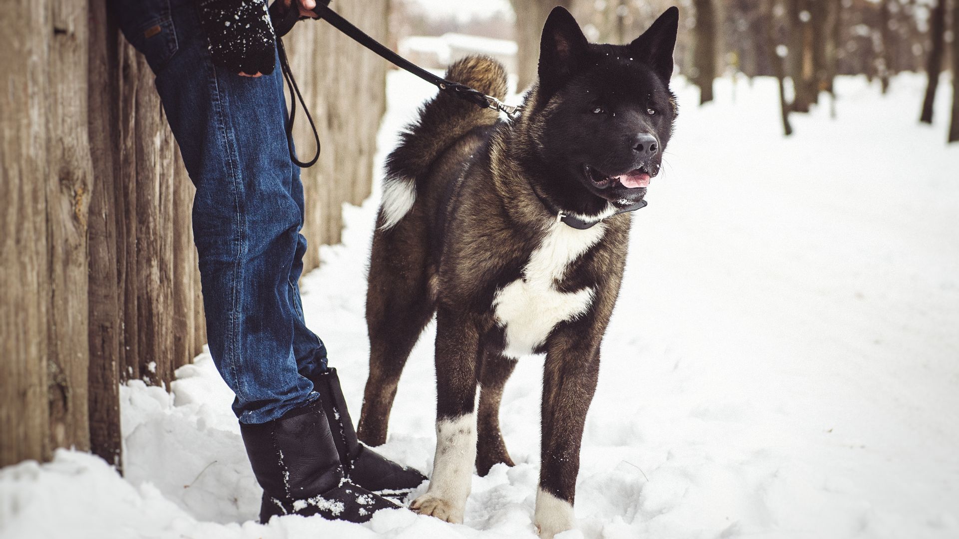 7 Guard Dogs That Are Stubborn Yet Protective, and Fiercely Loyal
