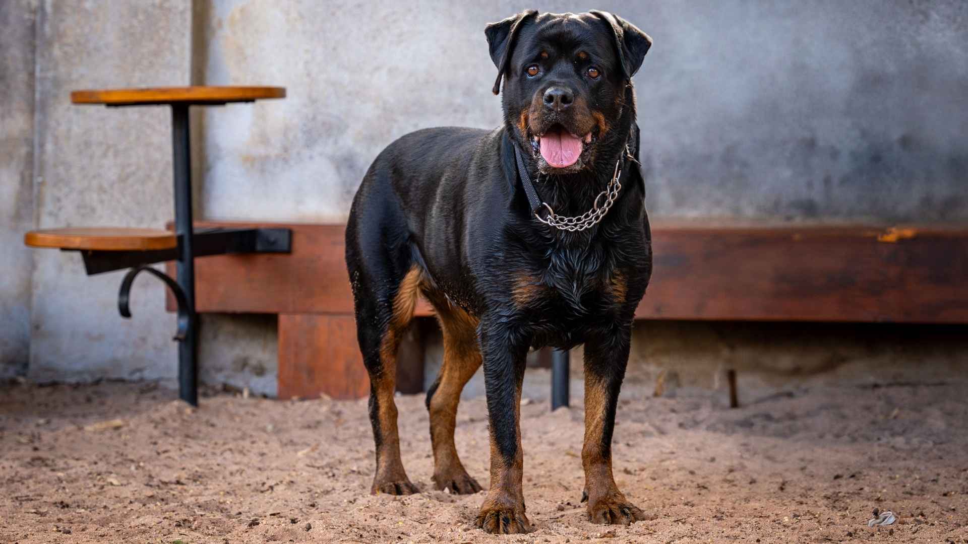 7 Guard Dogs That Protect Against Stray Dogs for Your Peace of Mind