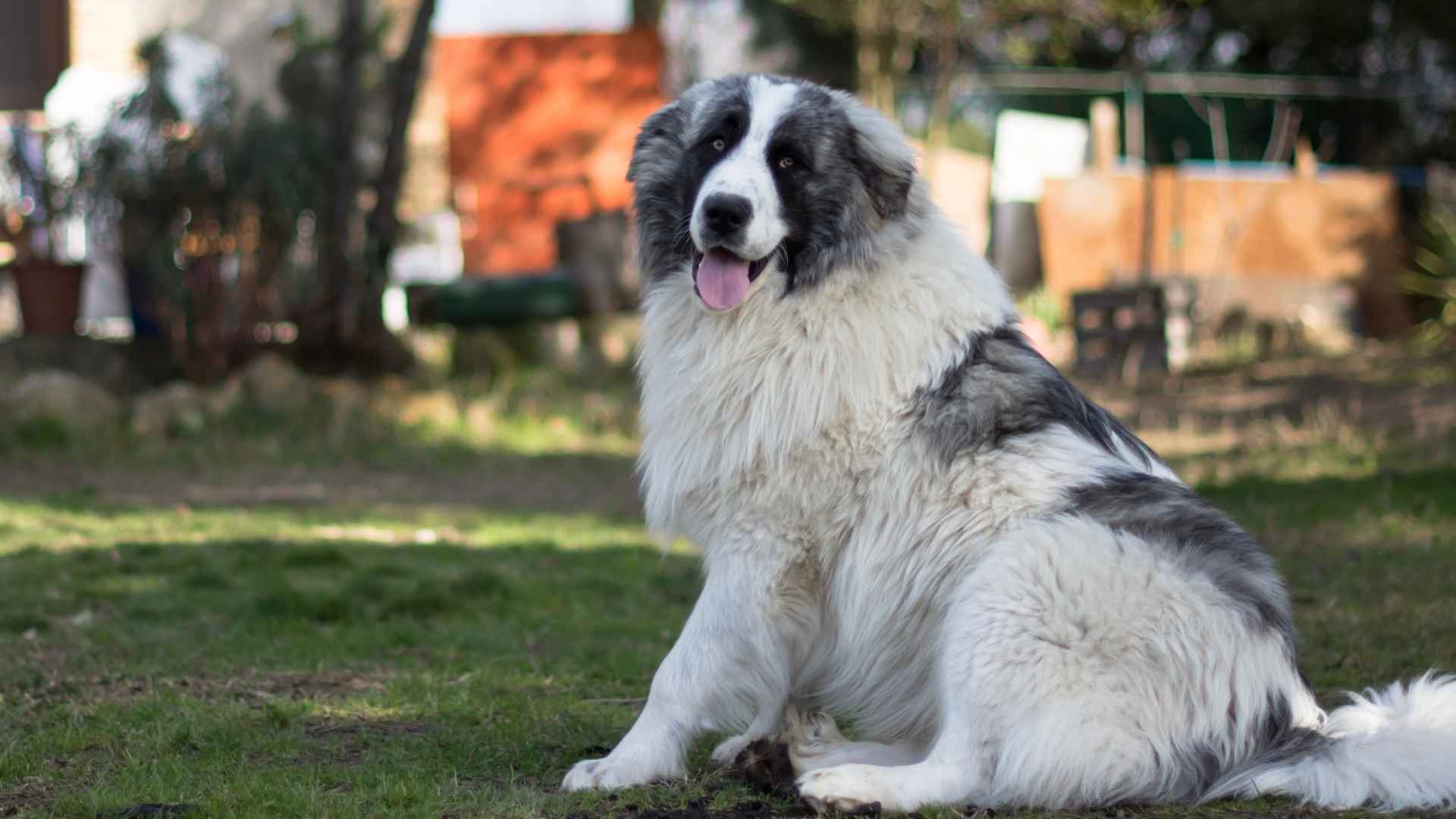 7 Guardian XL Dog Breeds for Guarding Homes and Property