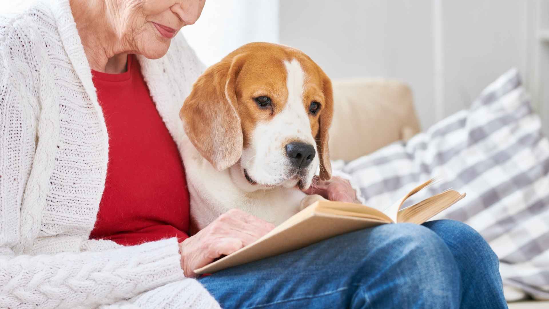 7 Healthy Dog Breeds For Seniors: Perfect Partners For Second Innings