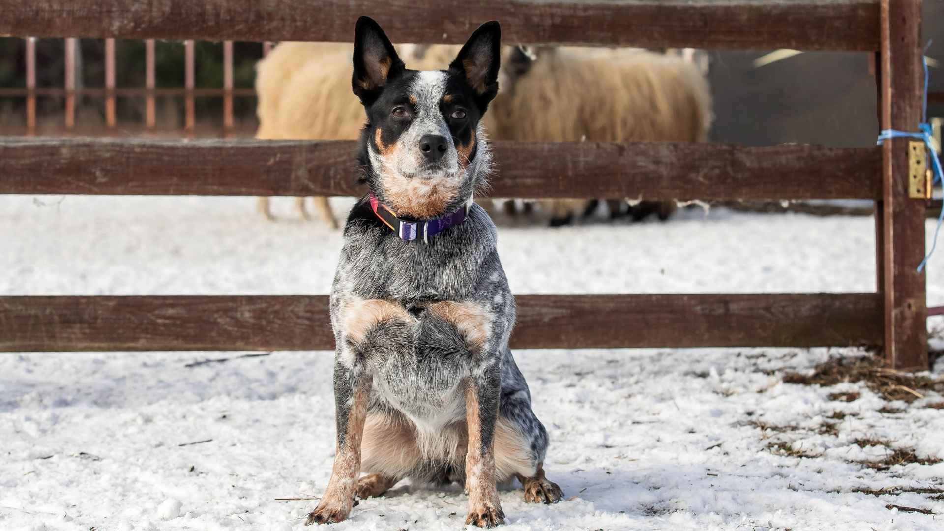 7 Herding Dog Breeds That Outshine the Rest