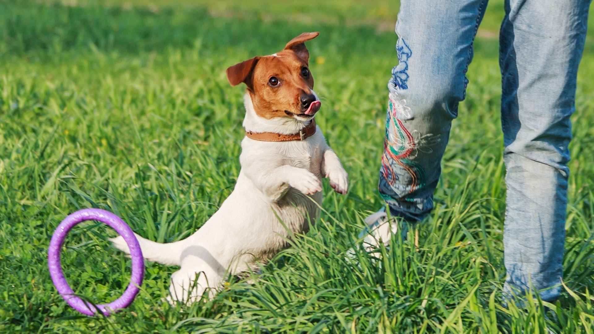 7 High-Energy Dog Breeds For Active Owners with On-the-Go Lifestyles