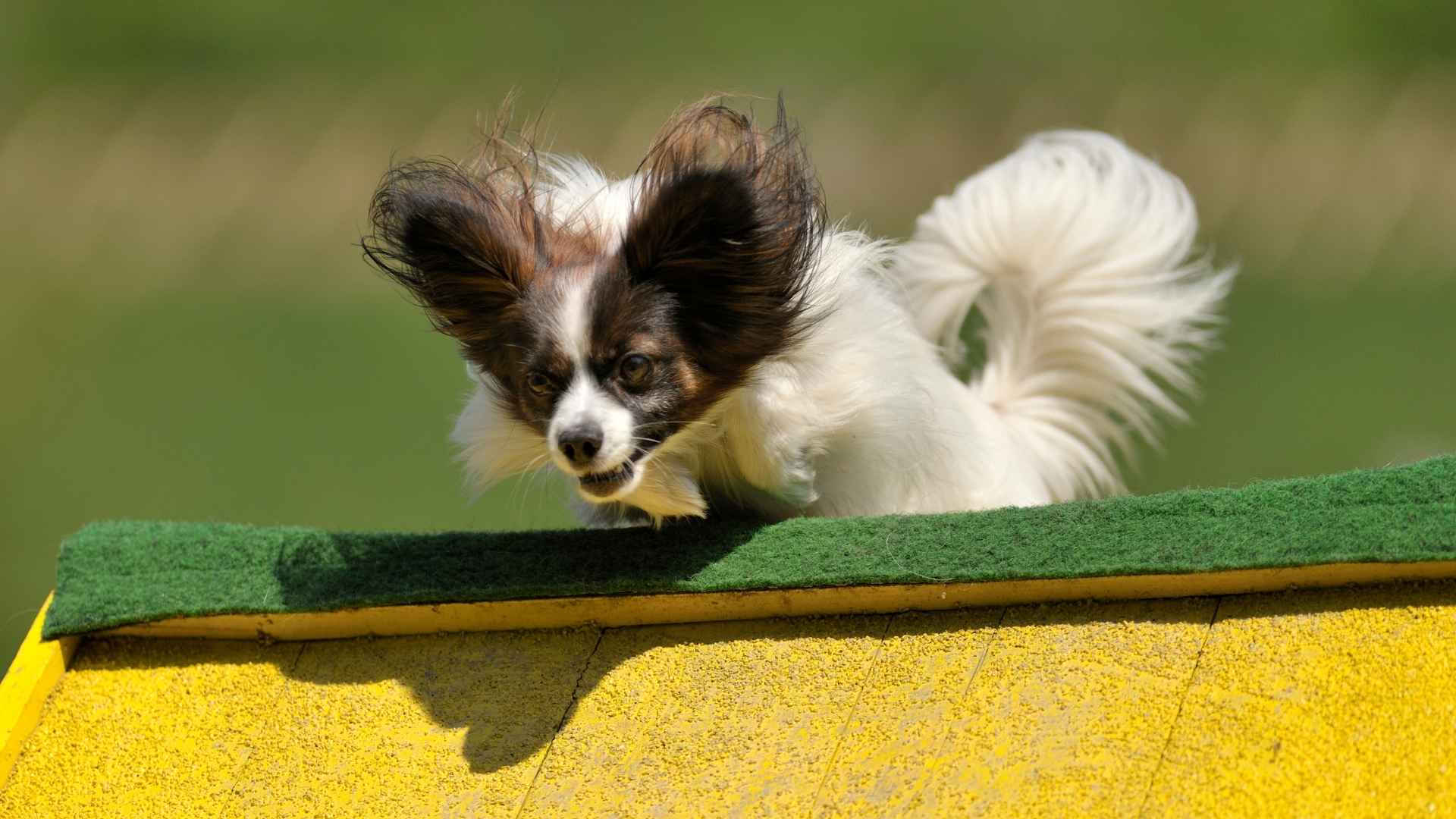 7 Highly Intelligent Small Dog Breeds That Are Easy to Train