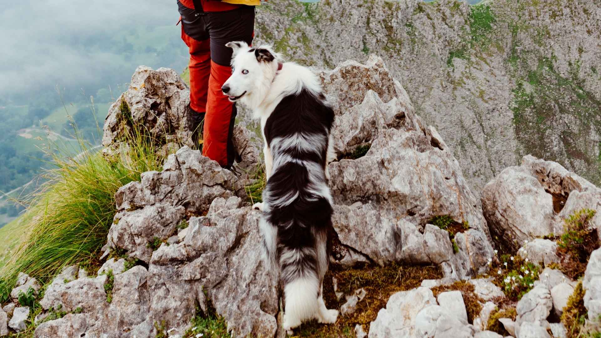 7 Hiking Dog Breeds For Protection You Can Count On