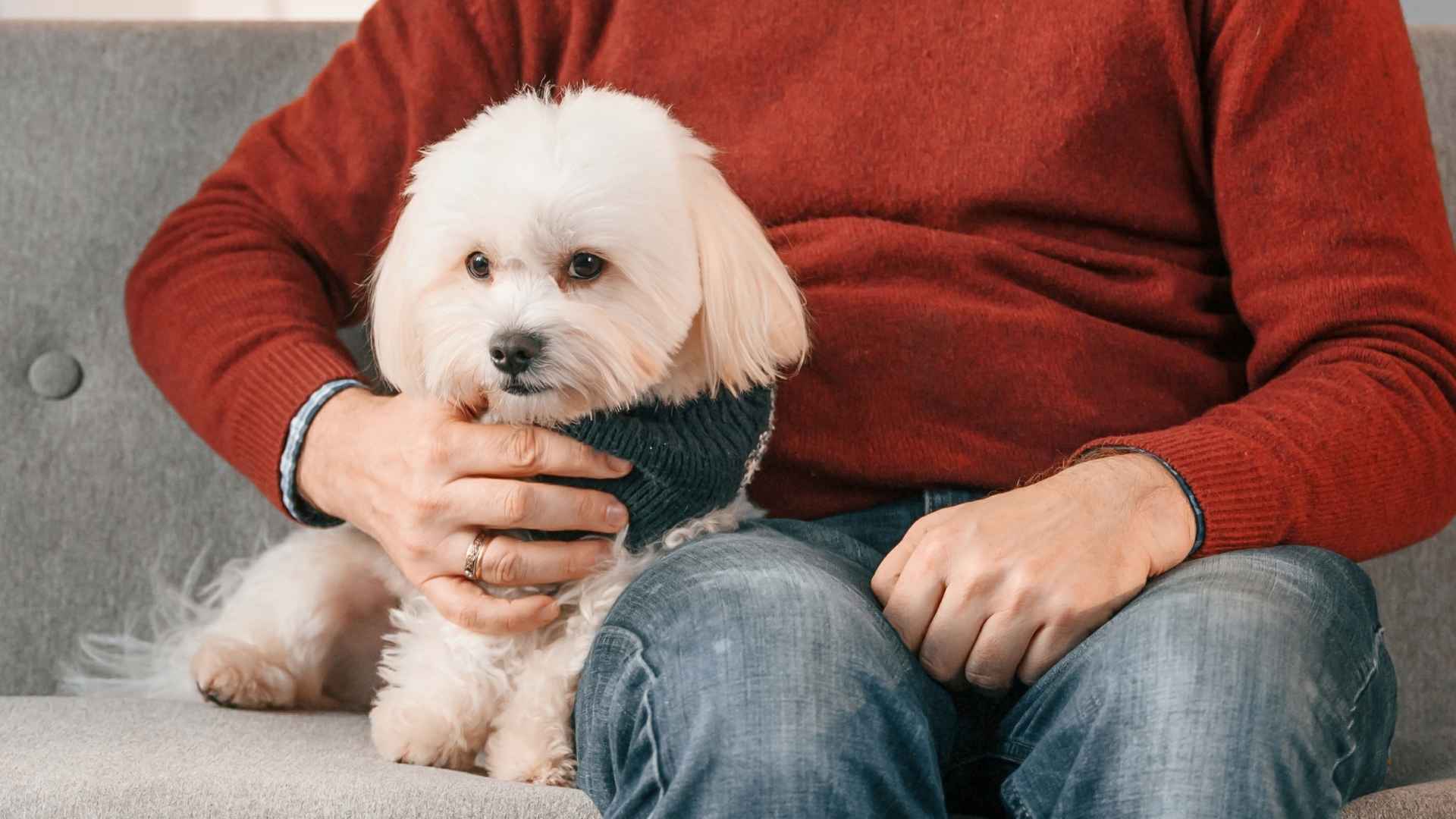 7 Hypoallergenic Dog Breeds for Asthma Sufferers That May Minimize Triggers