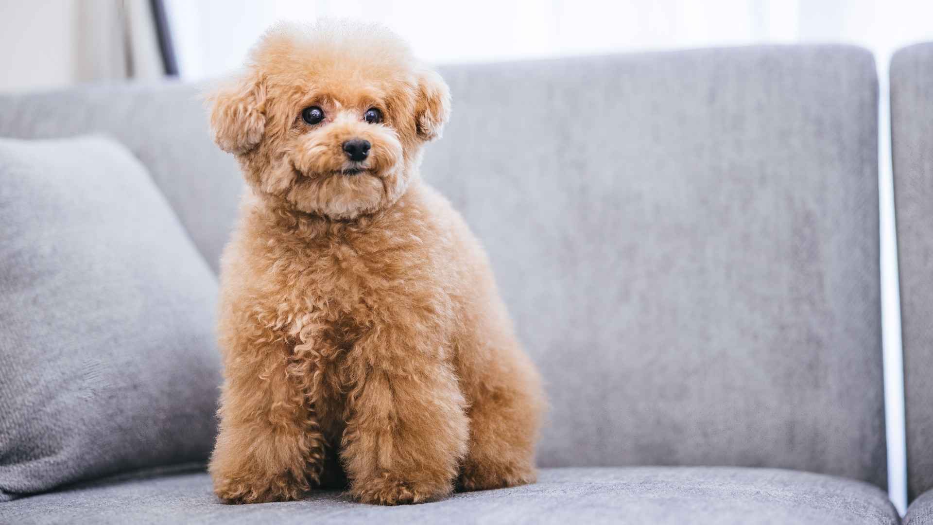 7 Hypoallergenic Teacup Dog Breeds That Don’t Cause Allergy Problems