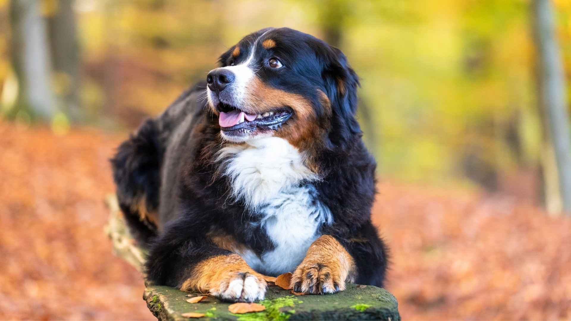 7 Incredible Watchful Dog Breeds With Gentle Energy