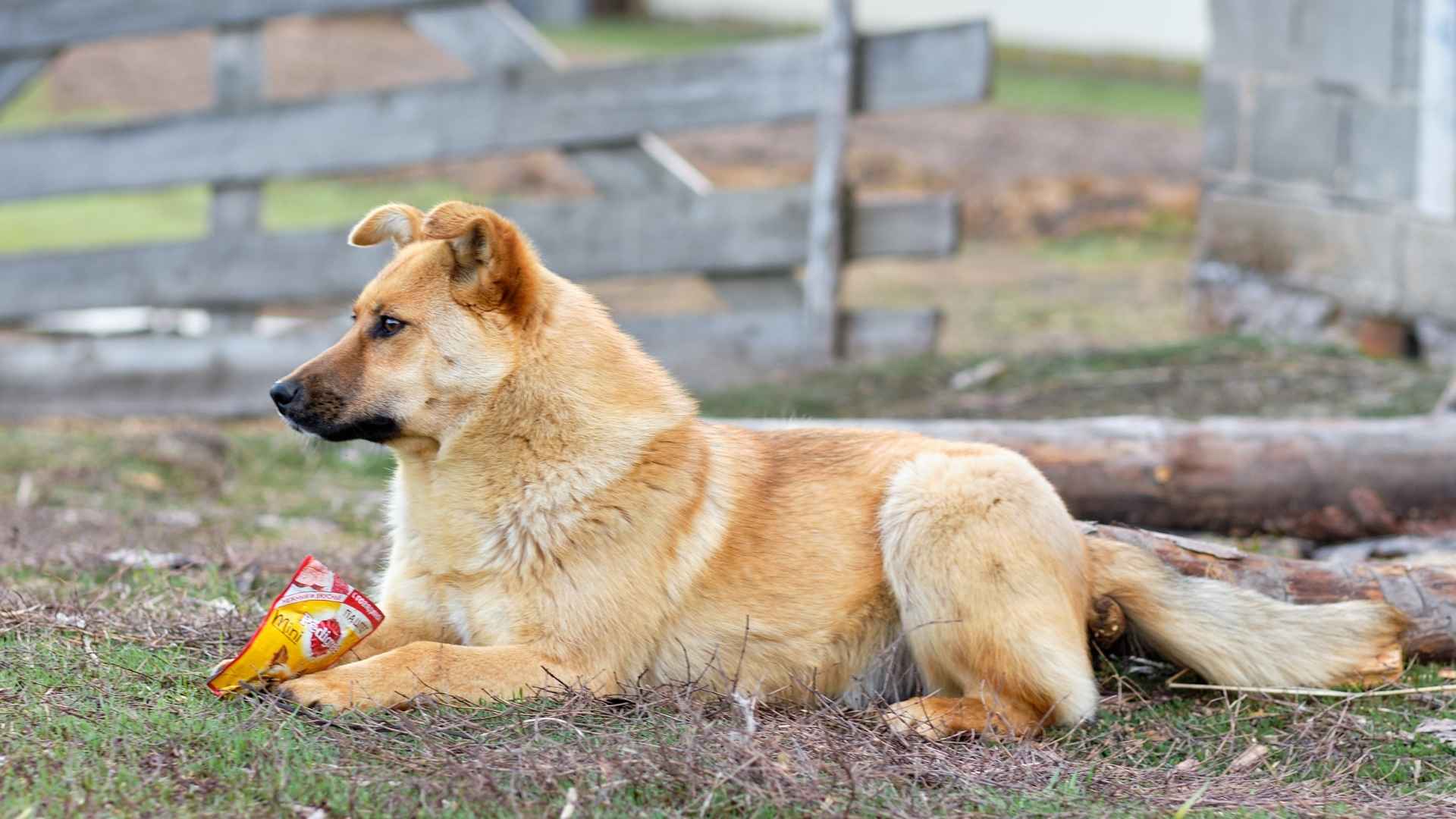 7 Incredibly Stubborn (but Lesser-Known) Dog Breeds