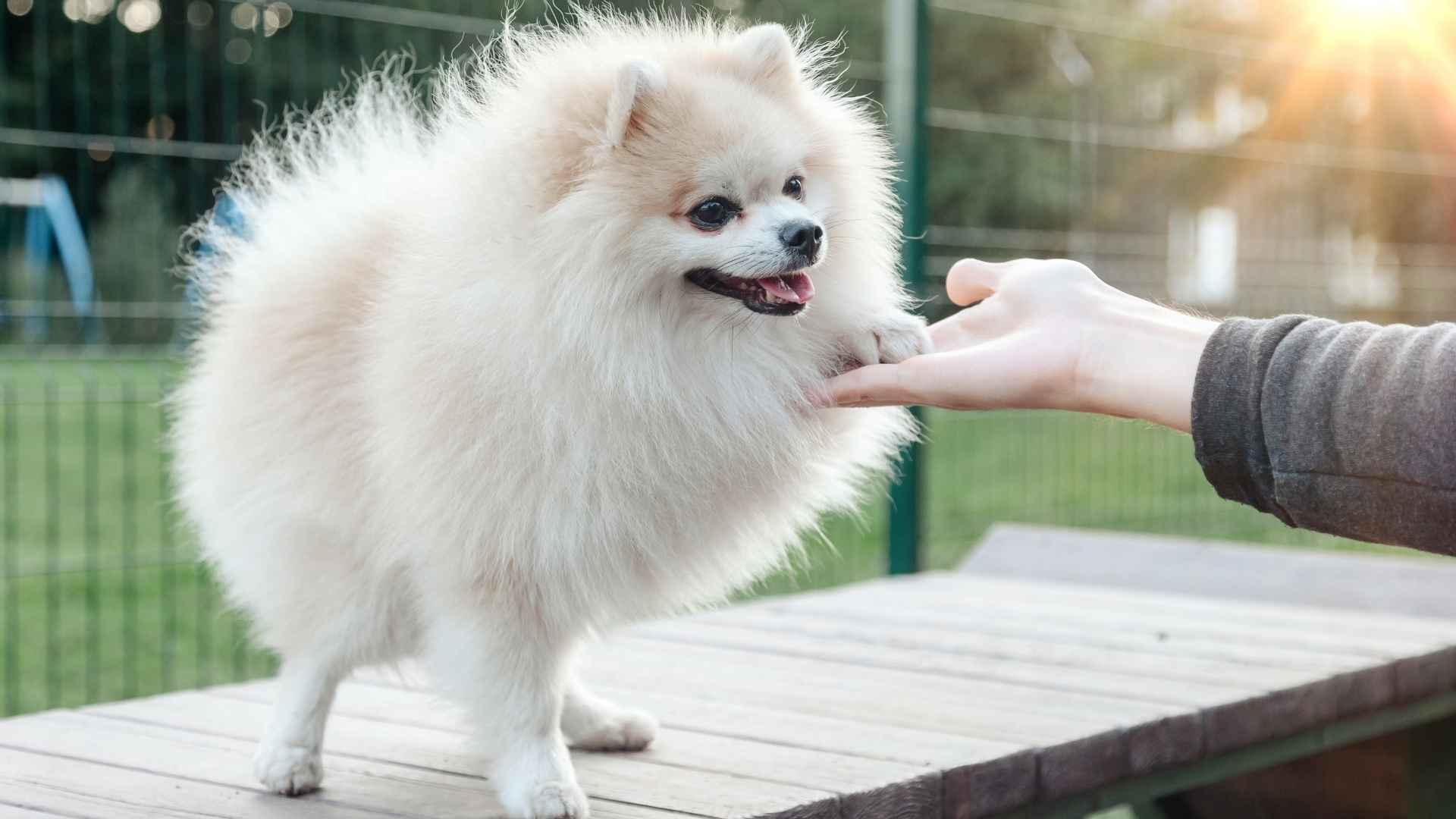 7 Independent But Trainable Dog Breeds That Still Listen Well