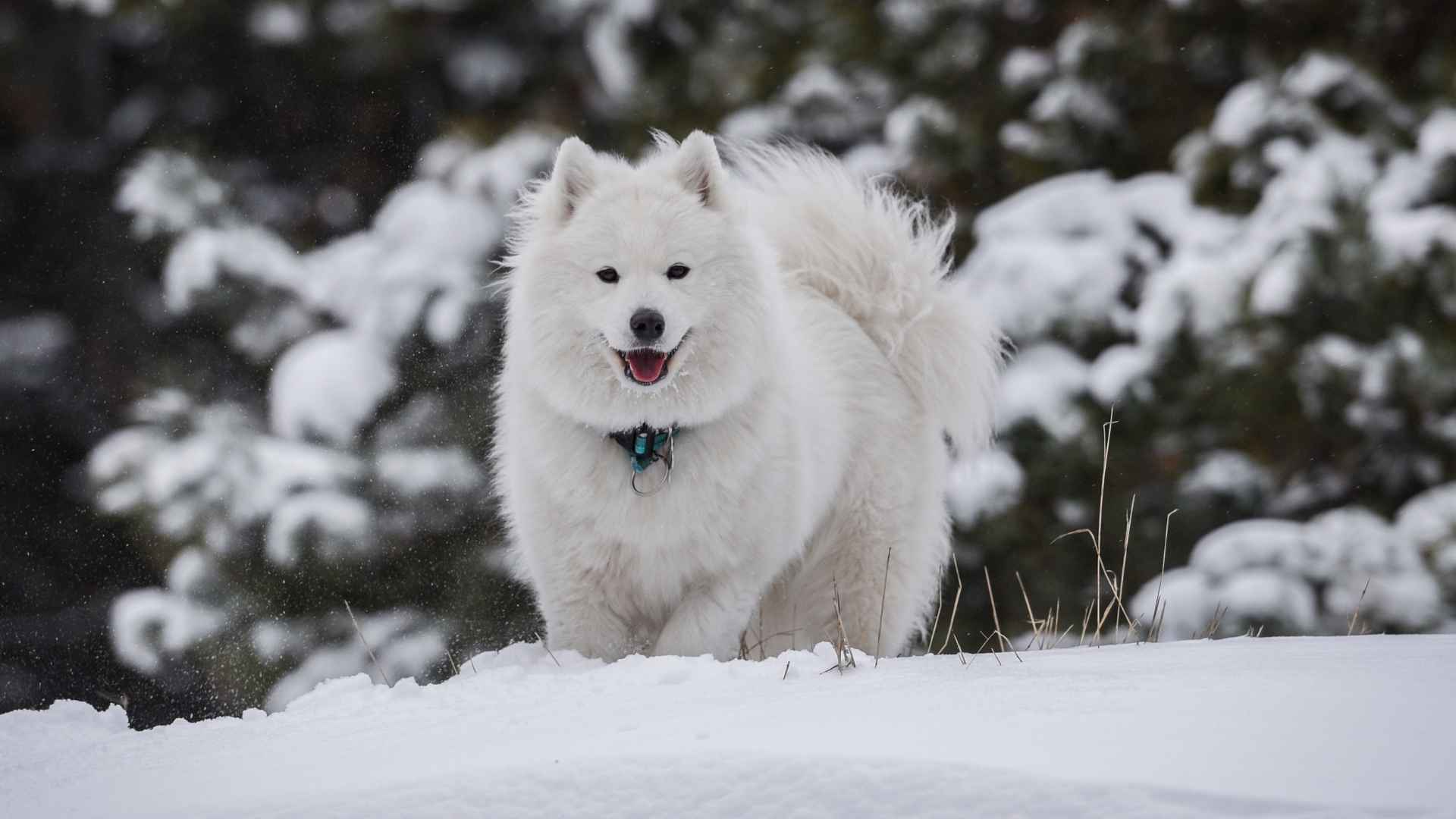 7 Independent Dog Breeds for Cold Weather and Snowy Adventures
