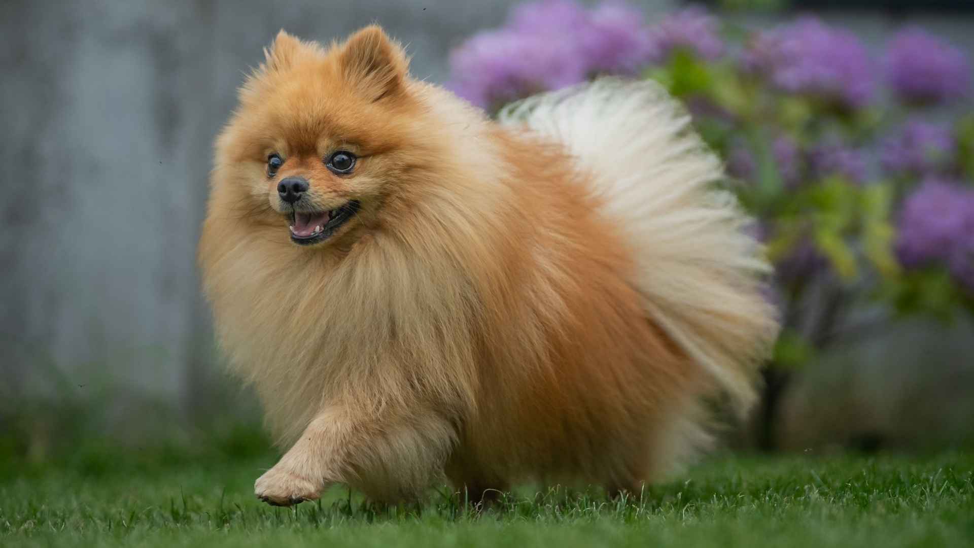 7 Independent Small Dog Breeds That Don’t Need Constant Attention