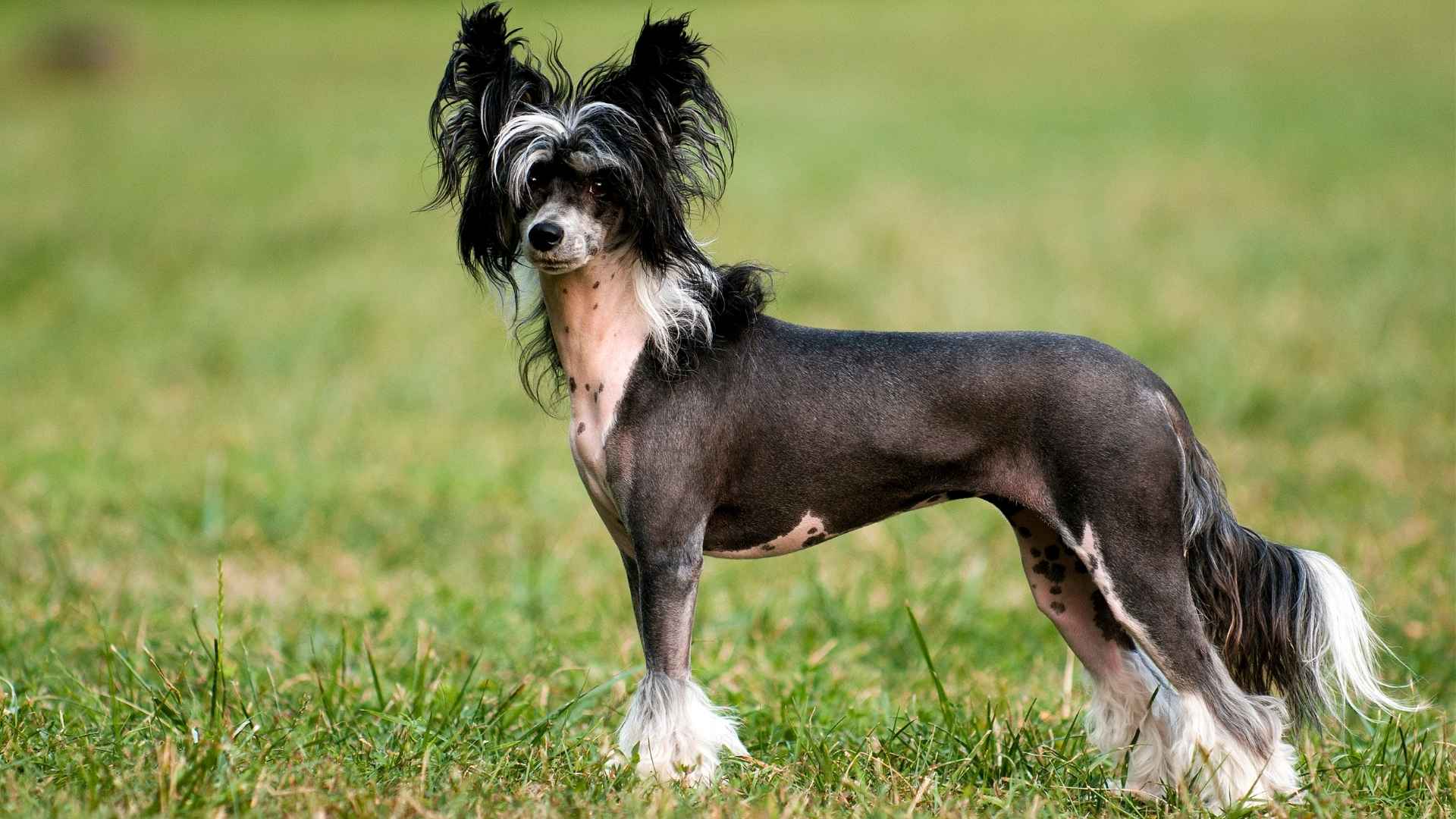 7 Independent Toy Dog Breeds That Don’t Cling to Your Side