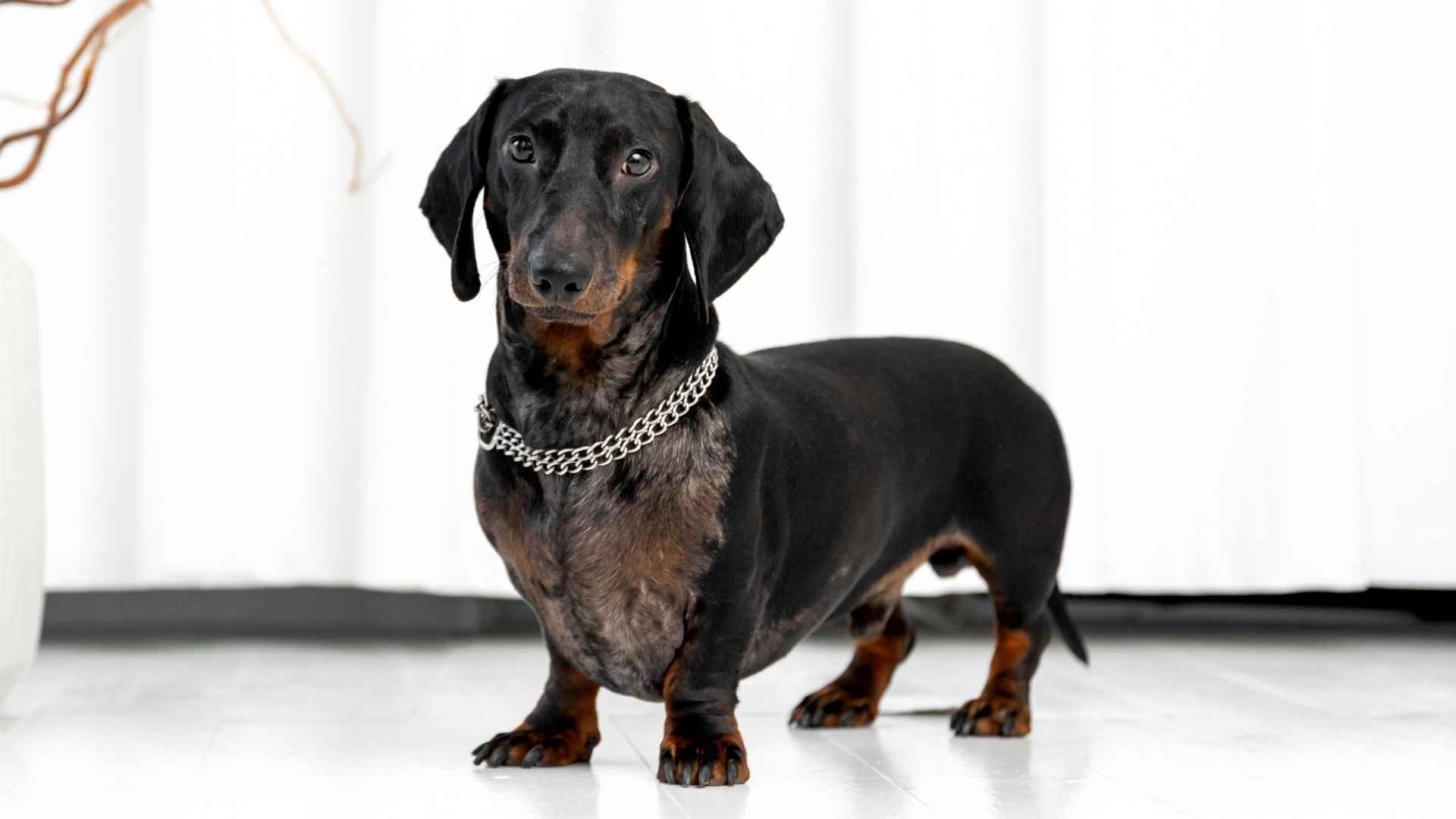 7 Inexpensive Dog Breeds for People Who Want Pets on a Budget