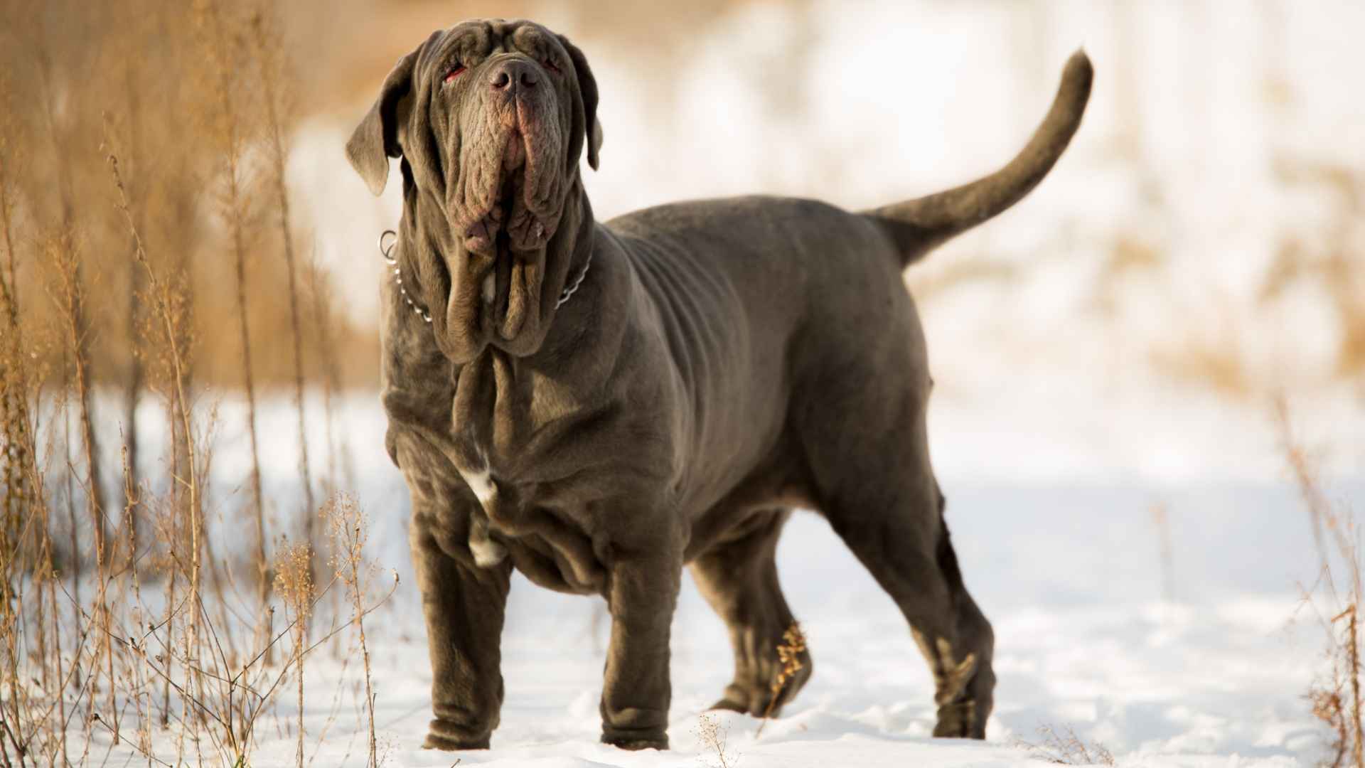 7 Italian Guard Dog Breeds for Home and Property Protection