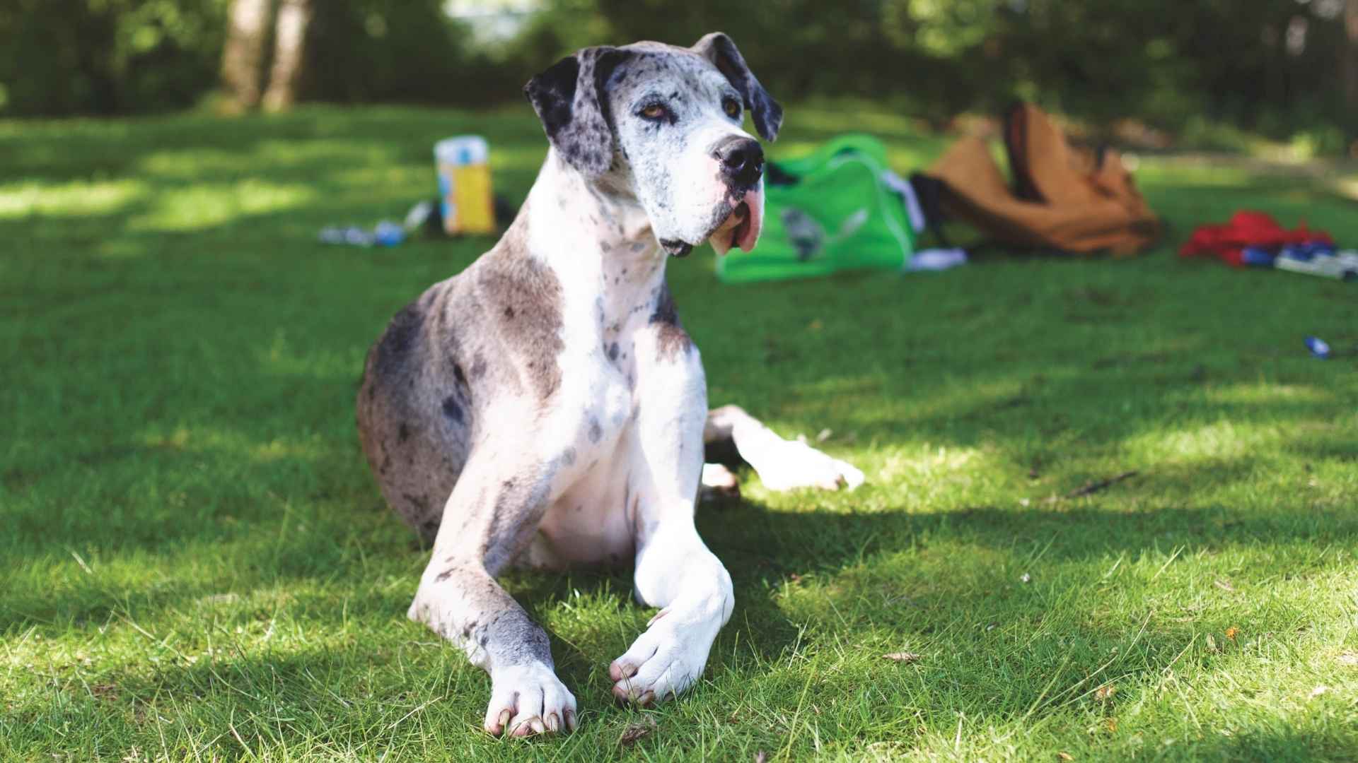 7 Large Brindle Dog Breeds With Bold and Beautiful Coats
