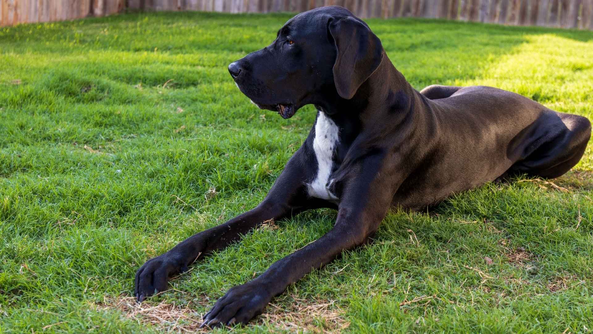 7 Large Dog Breeds For Small Yards That Adapt Well to Compact Living