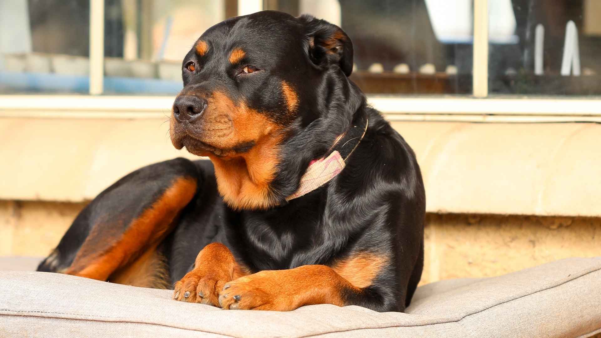 7 Large Dog Breeds That Are Natural Watchdogs for Home Security